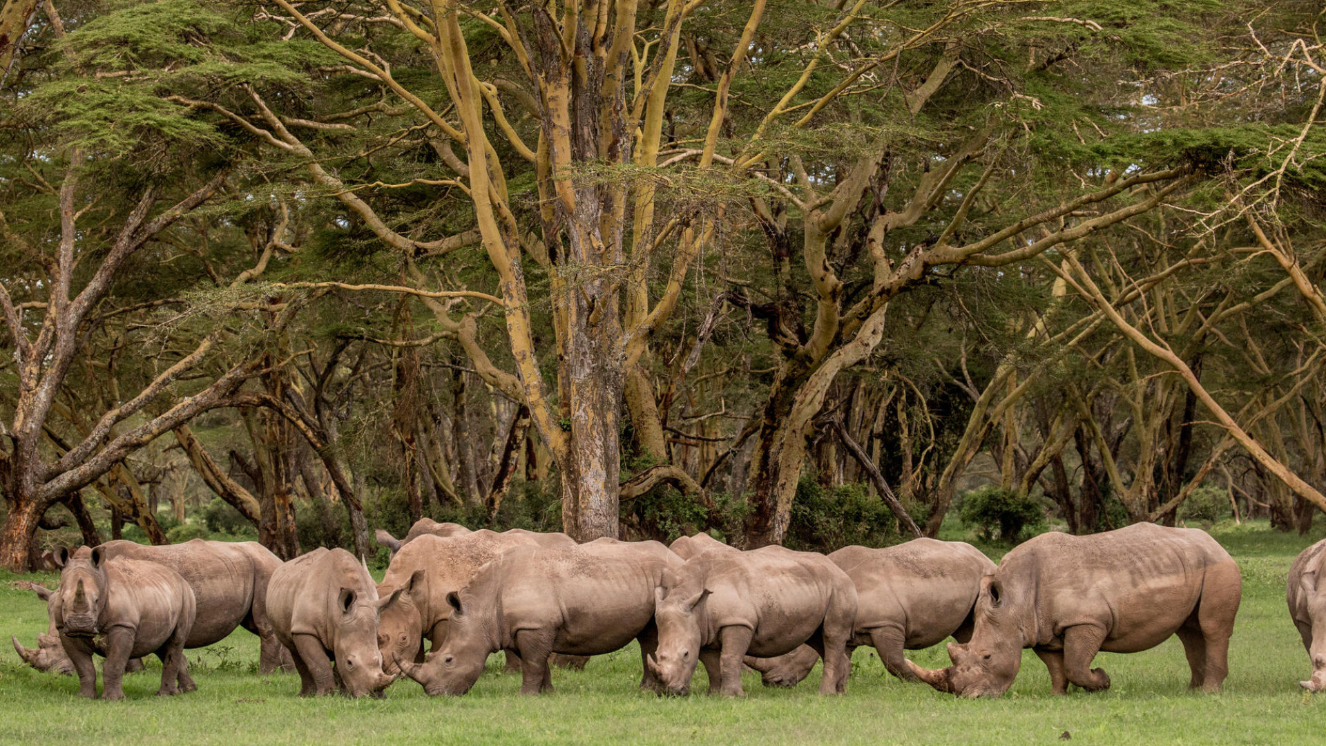 Laikipia