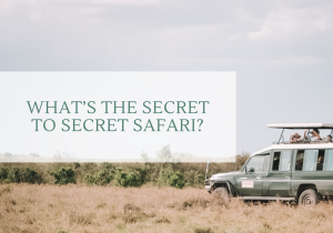 What’s the Secret to Secret Safari?