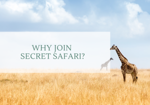 Why Join Secret Safari? Your Path to Extraordinary Explorations