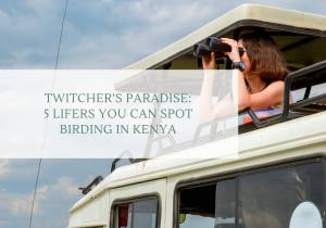 Twitcher’s Paradise: 5 Lifers You Can Spot Birding in Kenya