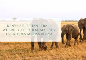 Kenya’s Elephant Trail: Where to see these majestic creatures across Kenya