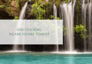 Discovering Ngare Ndare Forest