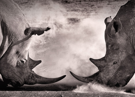 Black and white rhinos