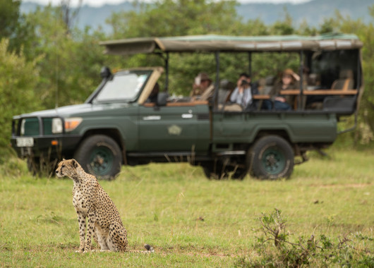 Spectacular safaris