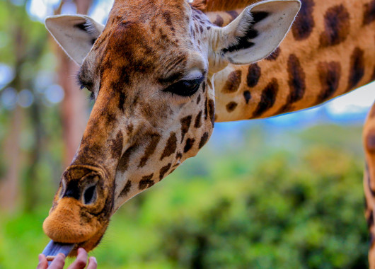 Visit the Giraffe Centre