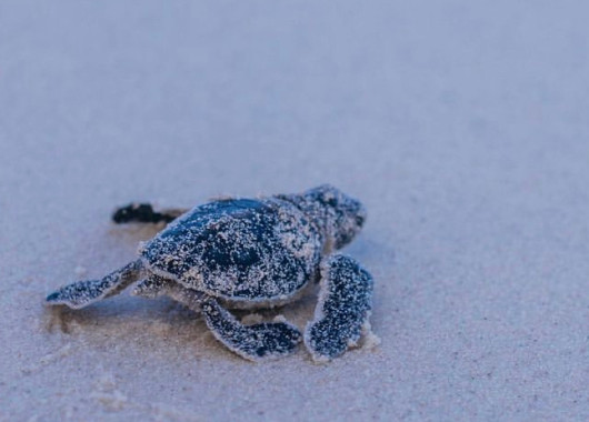 Visit the Local Ocean Trust